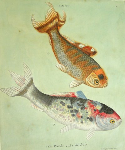 Acervo - Coleção bibliográfica - Detalhe do livro Histoire Naturele des Dorades de la Chine